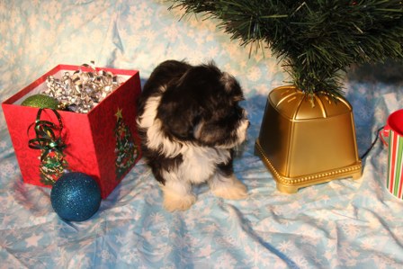 havanese-puppies